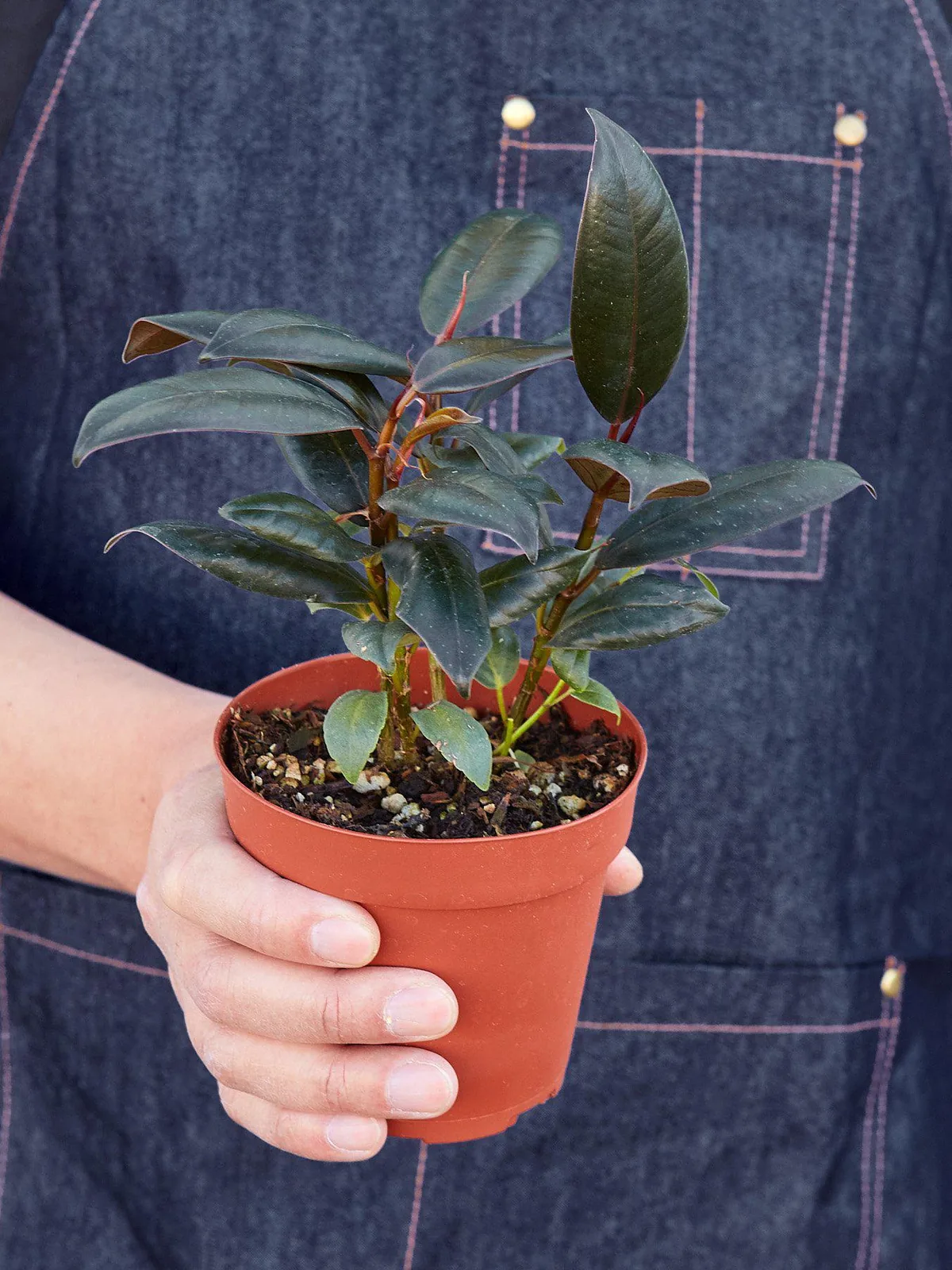 Ficus Elastica 