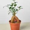 Ficus 'Ginseng' houseplant