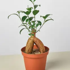 Ficus 'Ginseng' houseplant
