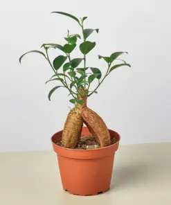 Ficus 'Ginseng' houseplant