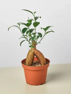 Ficus 'Ginseng' houseplant