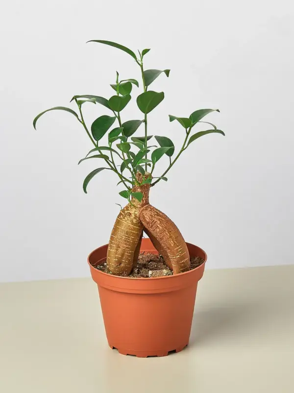 Ficus 'Ginseng' houseplant