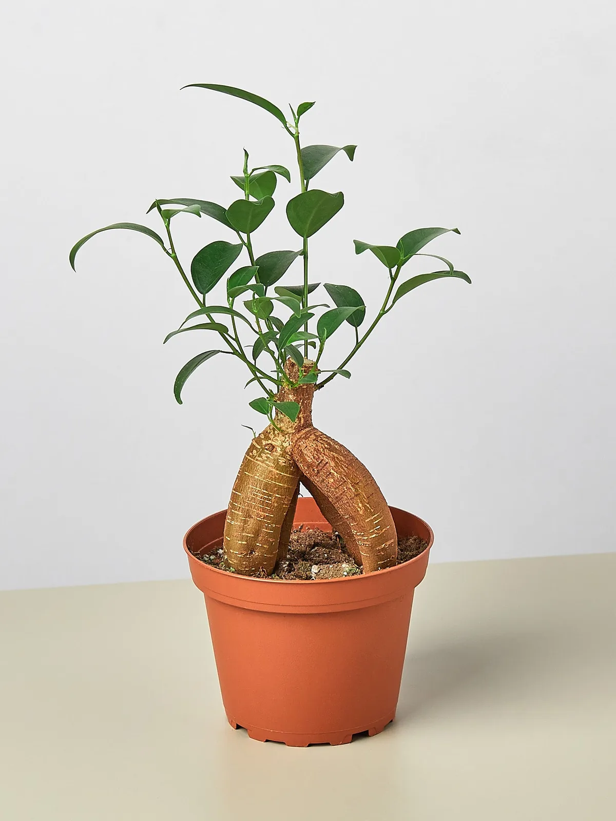 Ficus 