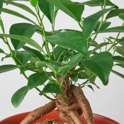 Ficus 'Ginseng' — leaf detail close-up