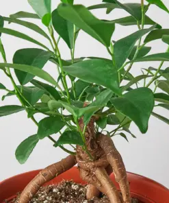 Ficus 'Ginseng' — leaf detail close-up
