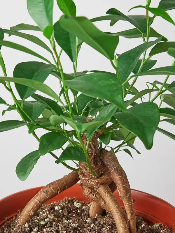 Ficus 'Ginseng' — leaf detail close-up