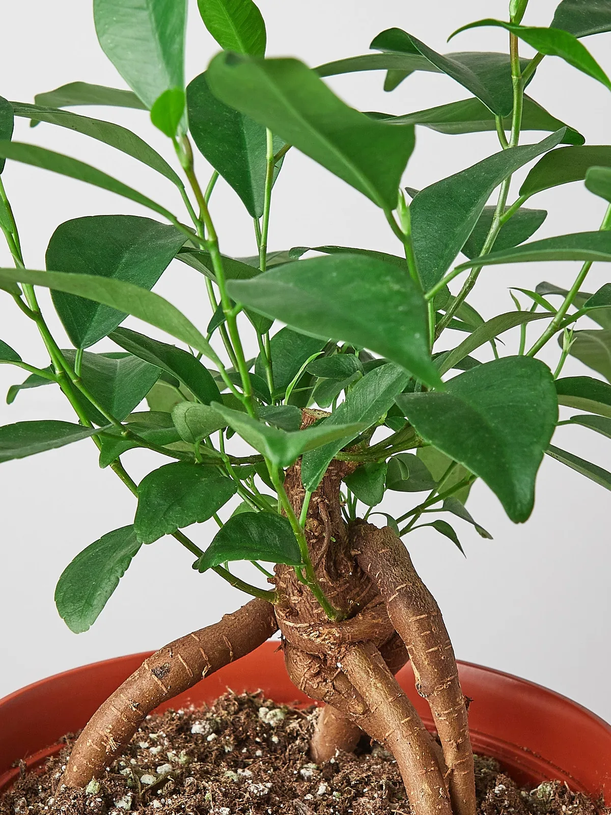 Ficus 
