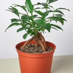 Ficus 'Ginseng' — additional view