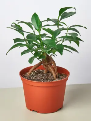 Ficus 'Ginseng' — additional view