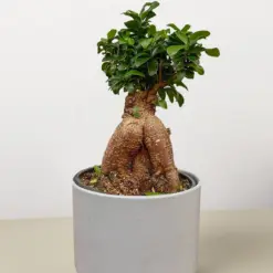 Ficus 'Ginseng' — additional view