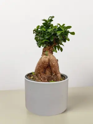 Ficus 'Ginseng' — additional view