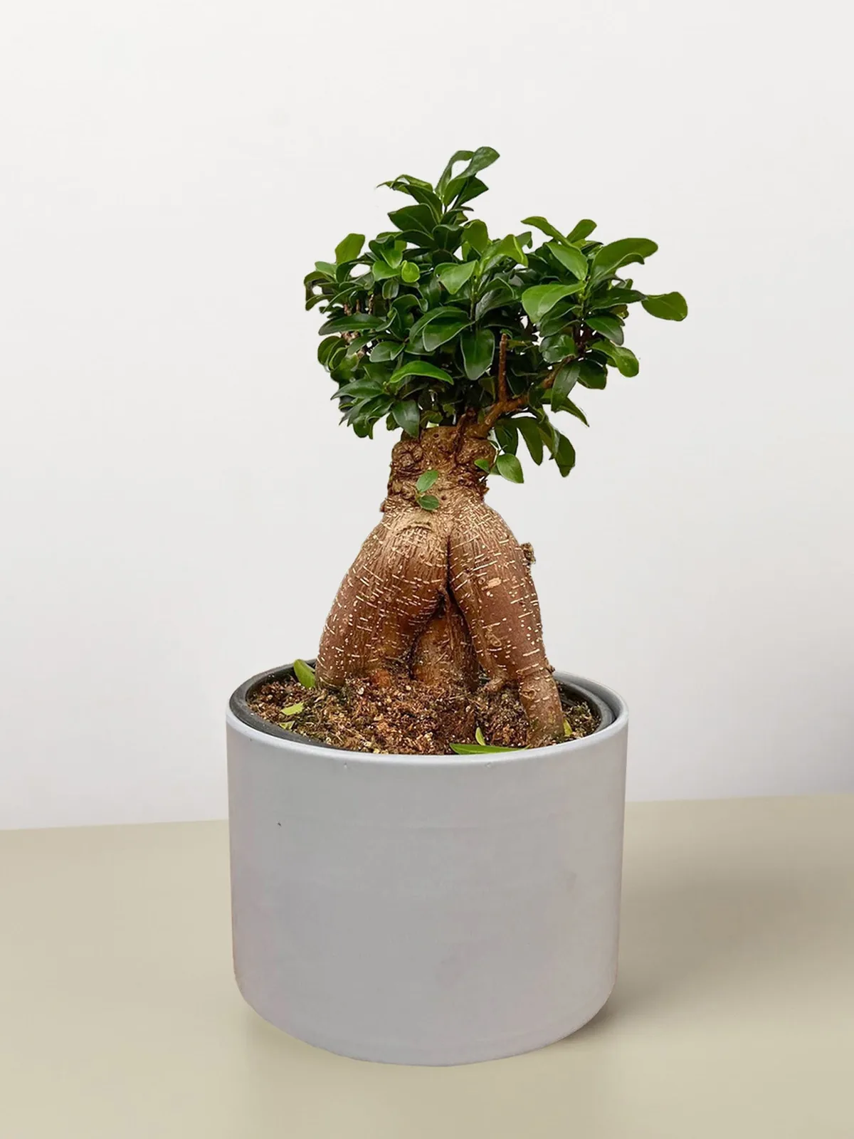 Ficus 