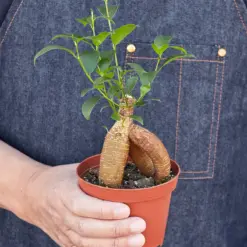 Ficus 'Ginseng' — held in hand for size reference