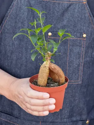 Ficus 'Ginseng' — held in hand for size reference