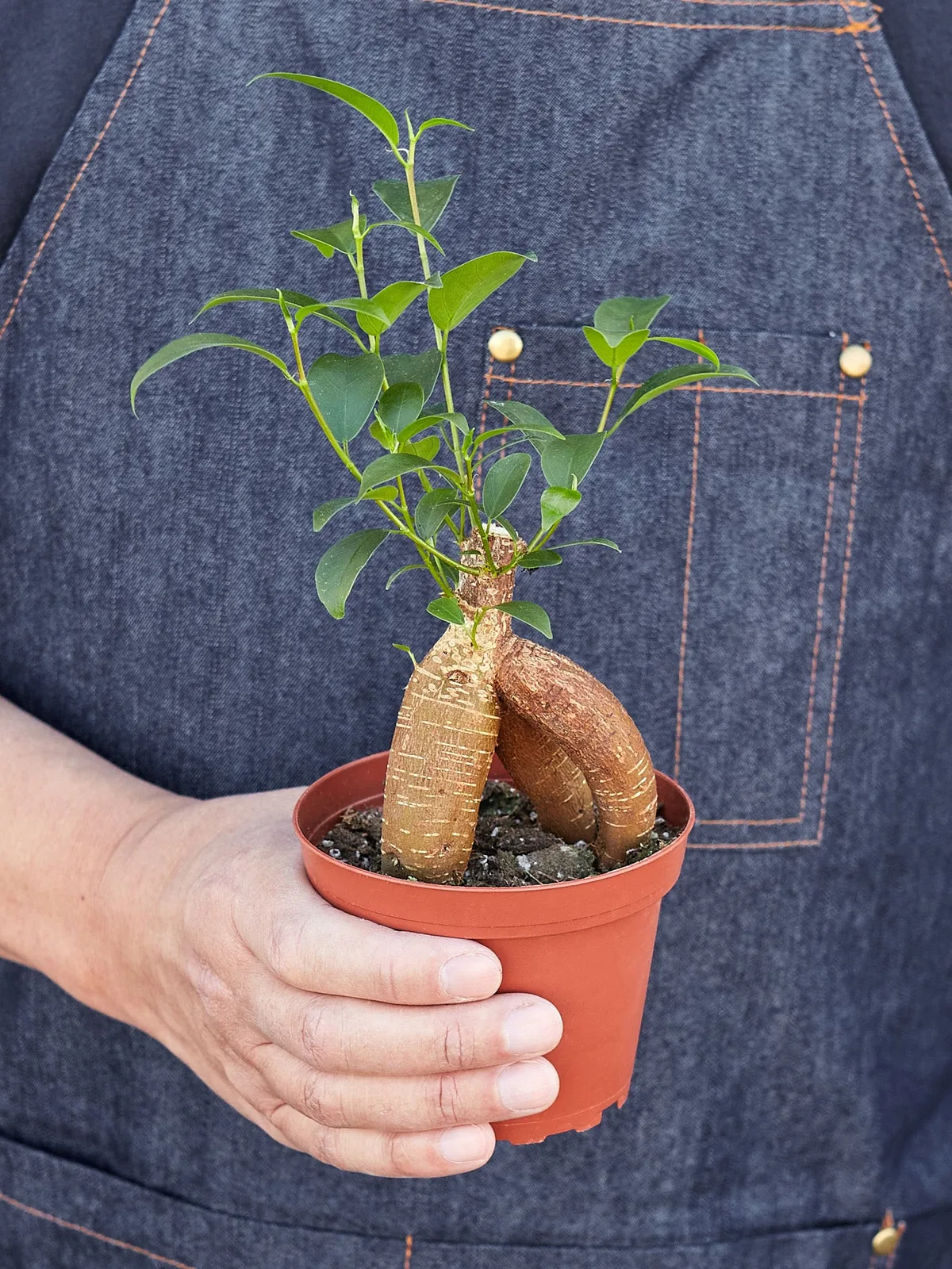Ficus 