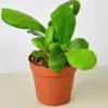 Ficus Lyrata 'Fiddle Leaf Fig' houseplant