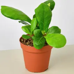 Ficus Lyrata 'Fiddle Leaf Fig' houseplant