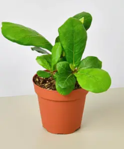 Ficus Lyrata 'Fiddle Leaf Fig' houseplant