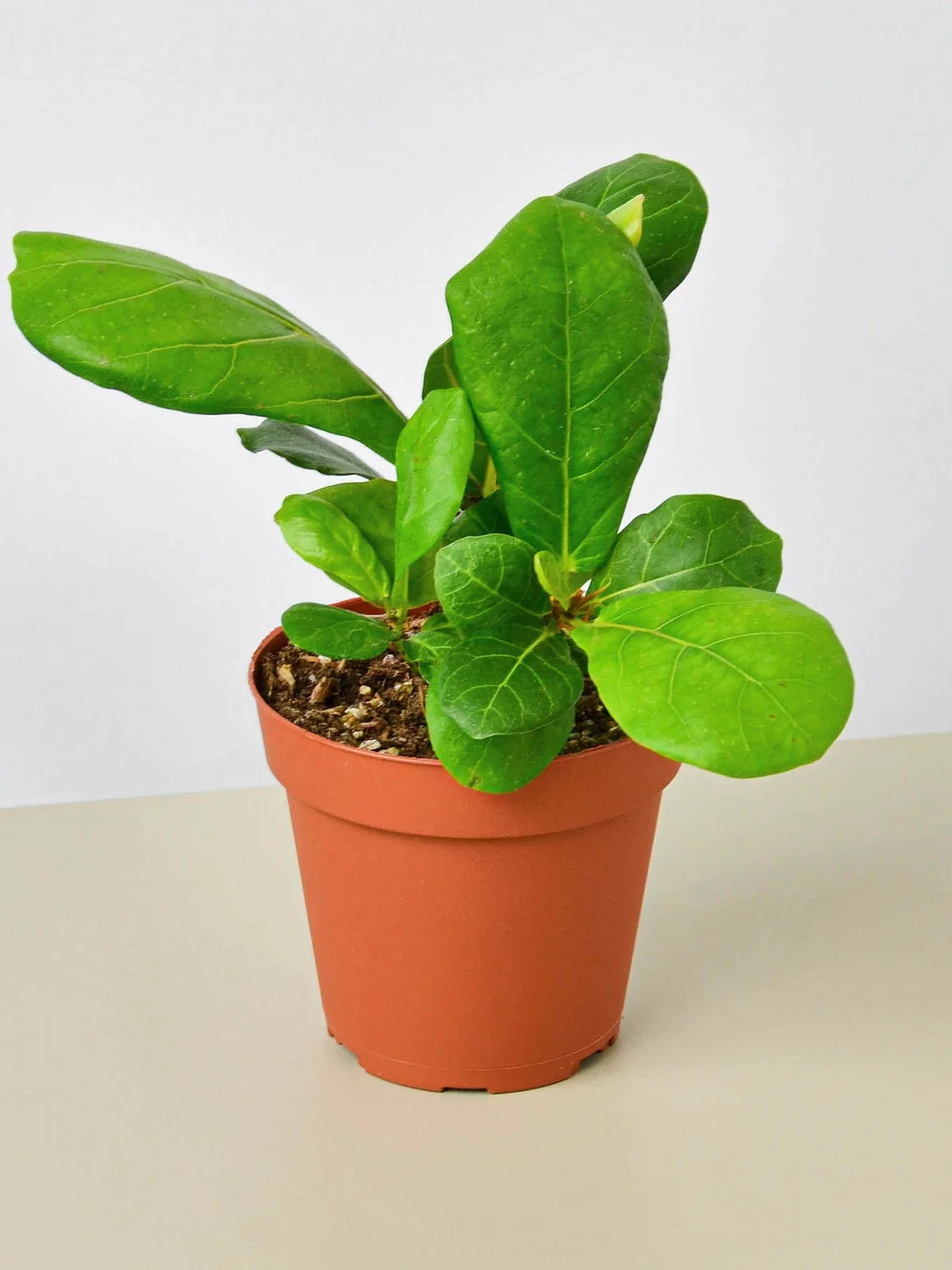 Ficus Lyrata 