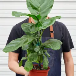 Ficus Lyrata 'Fiddle Leaf Fig' — held in hand for size reference