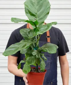 Ficus Lyrata 'Fiddle Leaf Fig' — held in hand for size reference