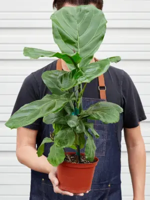 Ficus Lyrata 'Fiddle Leaf Fig' — held in hand for size reference