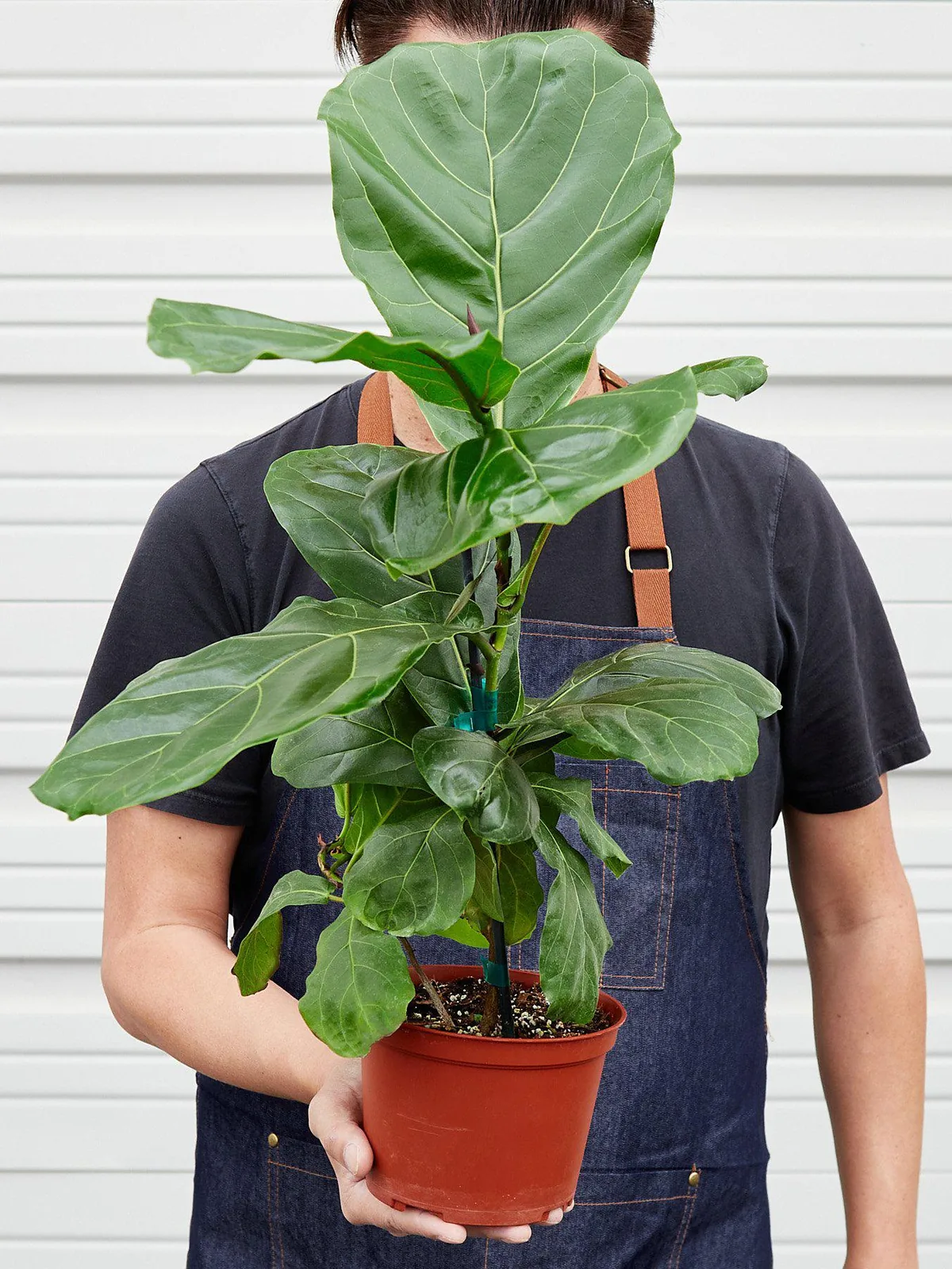 Ficus Lyrata 