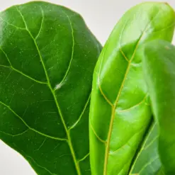 Ficus Lyrata 'Fiddle Leaf Fig' — additional view