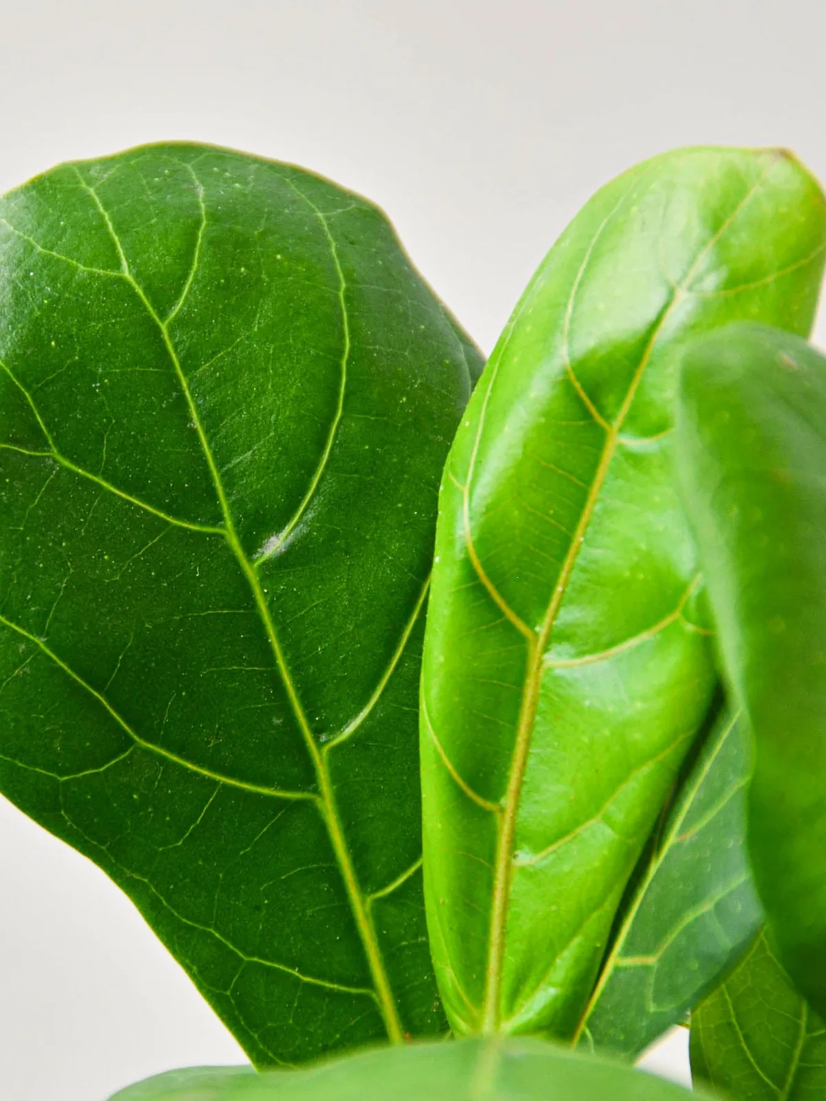 Ficus Lyrata 