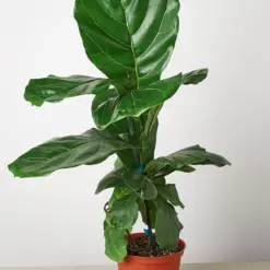 Ficus Lyrata 'Fiddle Leaf Fig' — additional view