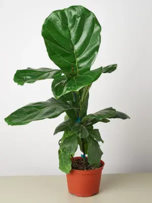 Ficus Lyrata 'Fiddle Leaf Fig' — additional view