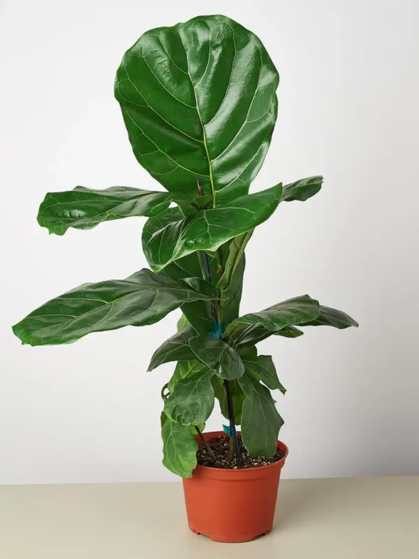 Ficus Lyrata 'Fiddle Leaf Fig' — additional view