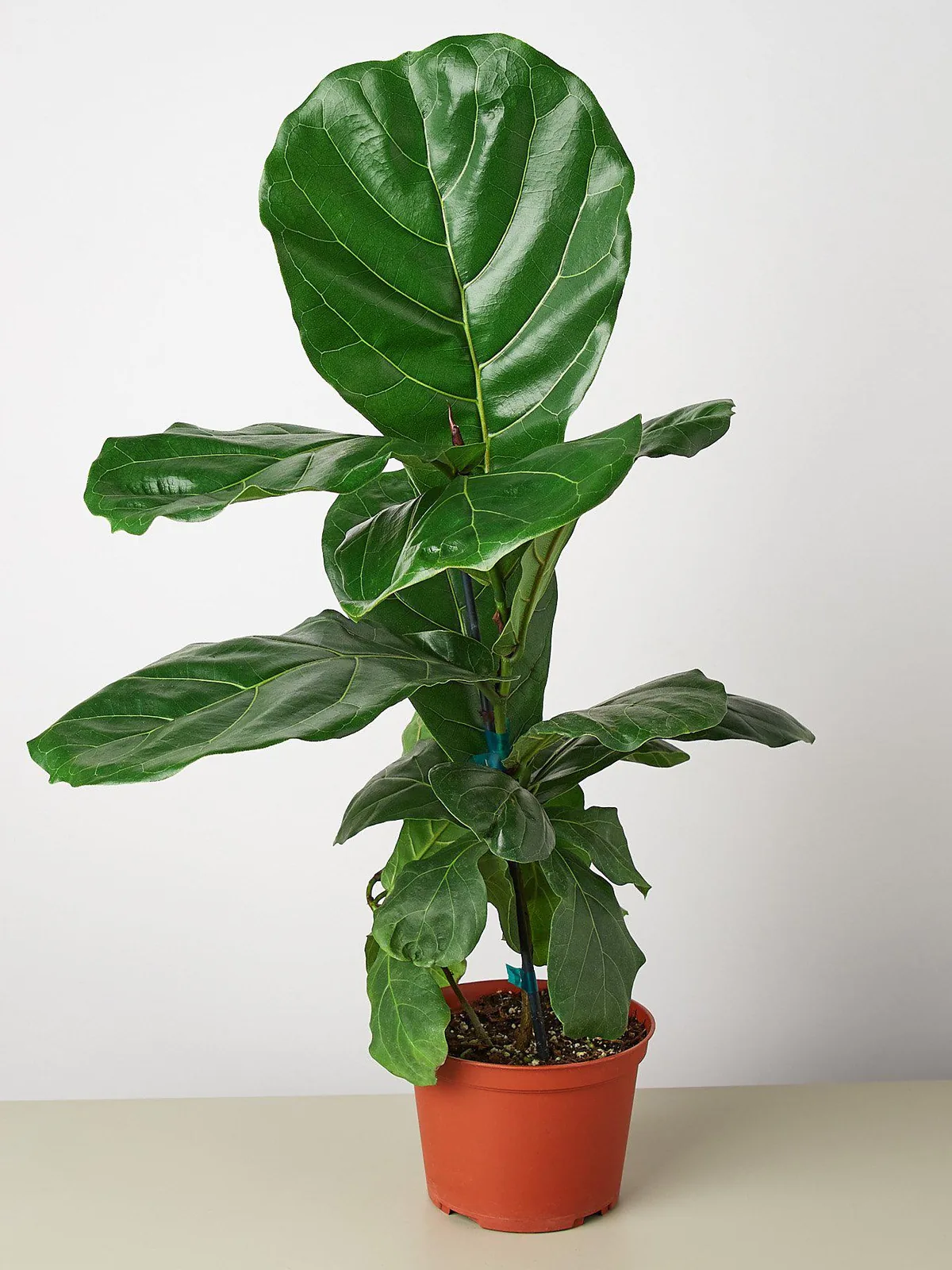 Ficus Lyrata 