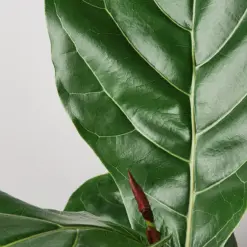 Ficus Lyrata 'Fiddle Leaf Fig' — leaf detail close-up