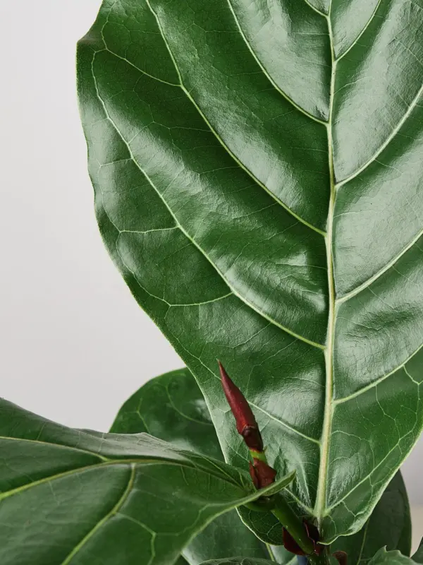 Ficus Lyrata 'Fiddle Leaf Fig' — leaf detail close-up
