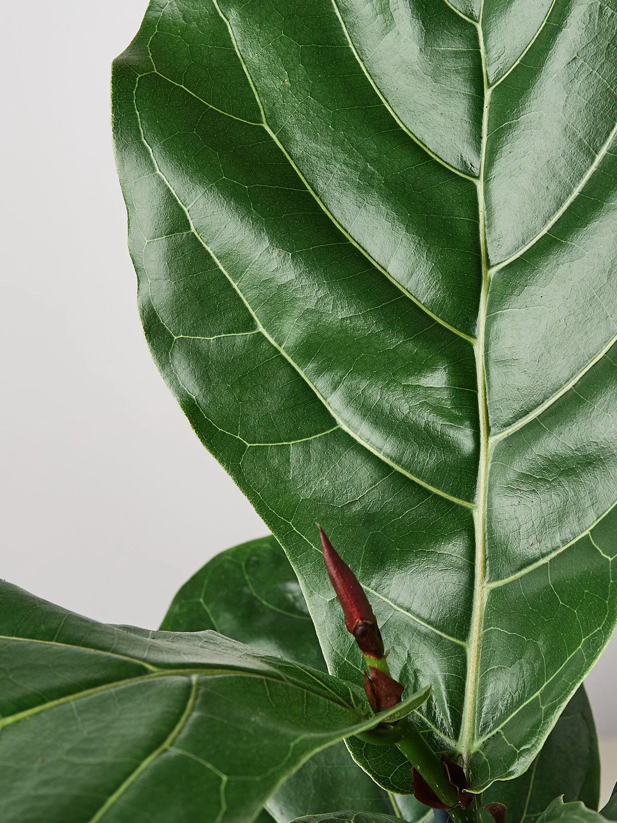 Ficus Lyrata 