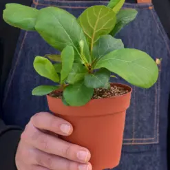 Ficus Lyrata 'Fiddle Leaf Fig' — held in hand for size reference