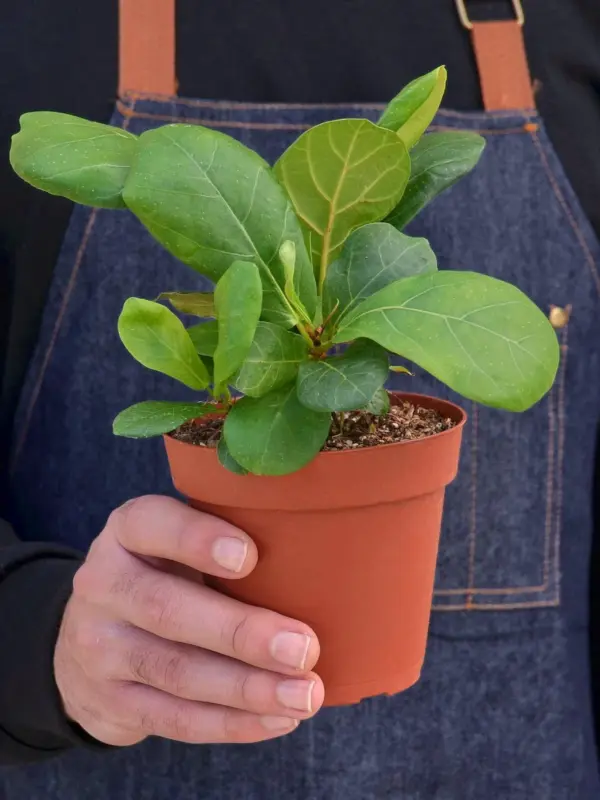 Ficus Lyrata 'Fiddle Leaf Fig' — held in hand for size reference