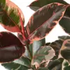 Ficus Elastica 'Ruby Pink' houseplant