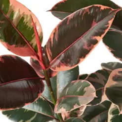 Ficus Elastica 'Ruby Pink' houseplant
