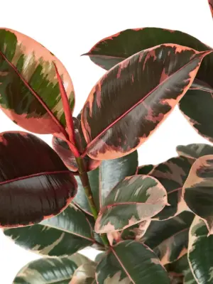 Ficus Elastica 'Ruby Pink' houseplant