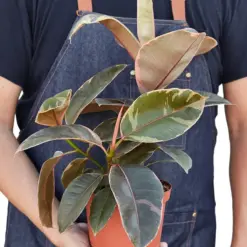 Ficus Elastica 'Ruby Pink' — additional view