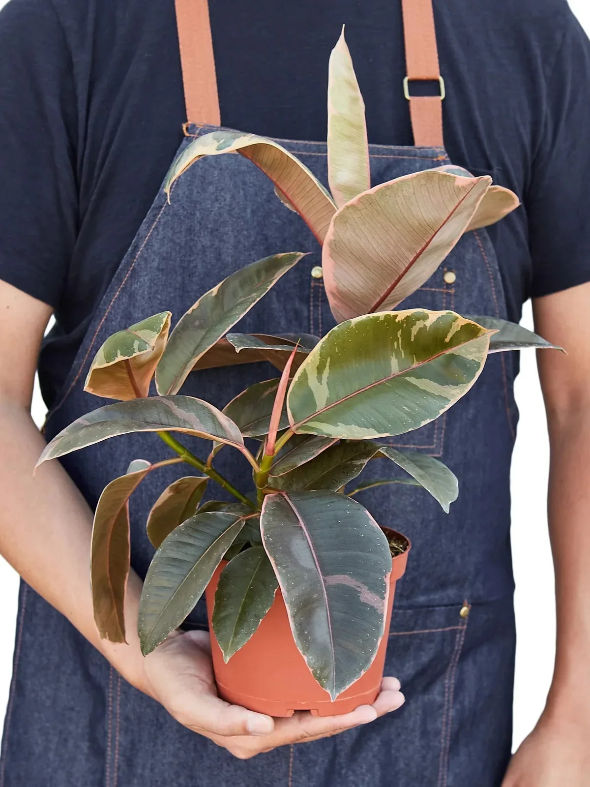 Ficus Elastica 