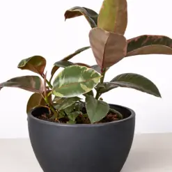 Ficus Elastica 'Ruby Pink' — additional view