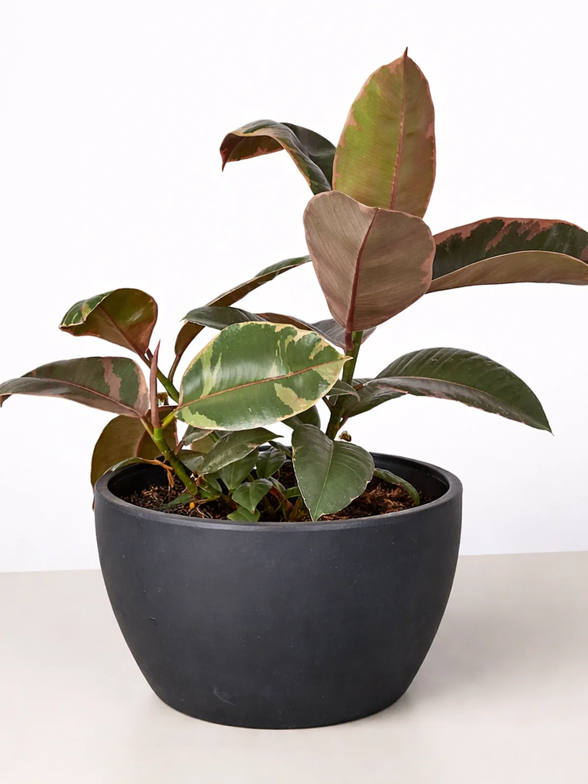 Ficus Elastica 