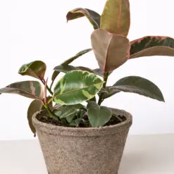 Ficus Elastica 'Ruby Pink' — additional view