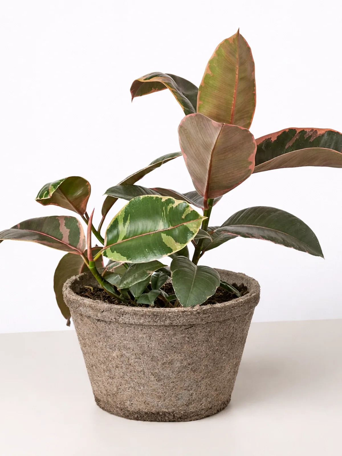 Ficus Elastica 