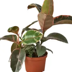 Ficus Elastica 'Ruby Pink' — additional view