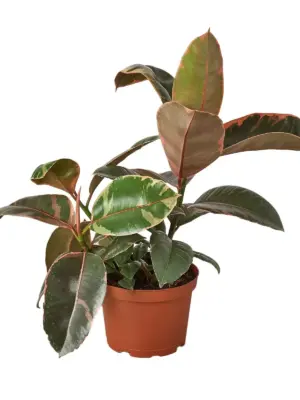 Ficus Elastica 'Ruby Pink' — additional view