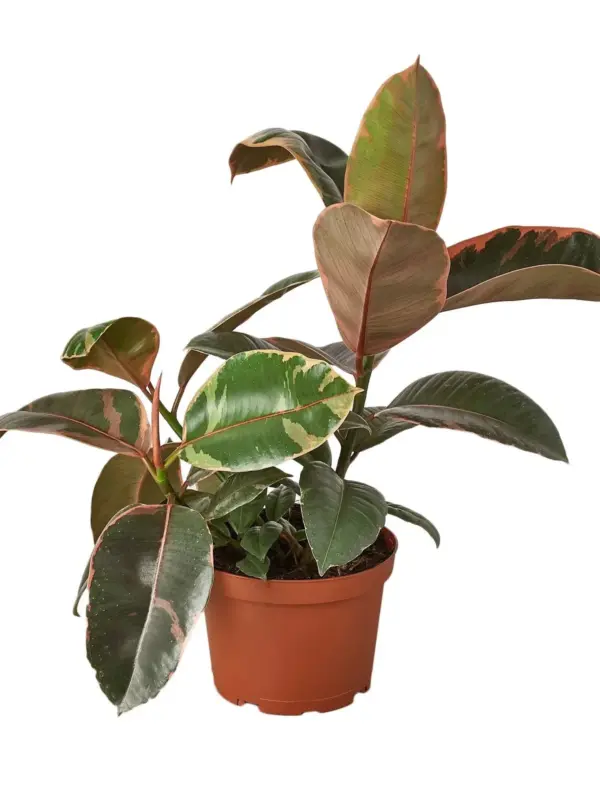 Ficus Elastica 'Ruby Pink' — additional view